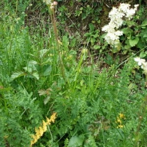 Photographie n°1533280 du taxon Filipendula vulgaris Moench [1794]