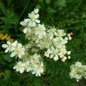 Photographie n°1533281 du taxon Filipendula vulgaris Moench [1794]