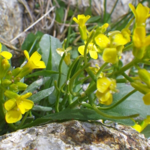 Photographie n°1533314 du taxon Barbarea rupicola Moris [1827]