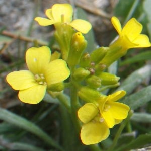 Barbarea rupicola Moris (Barbarée des rochers)