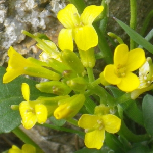 Photographie n°1533354 du taxon Barbarea rupicola Moris [1827]