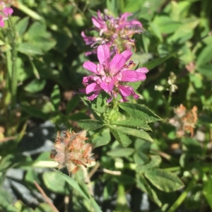 Photographie n°1534339 du taxon Trifolium resupinatum L. [1753]