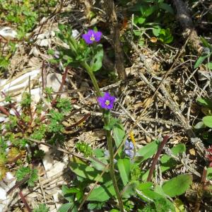 Photographie n°1534656 du taxon Legousia hybrida (L.) Delarbre [1800]