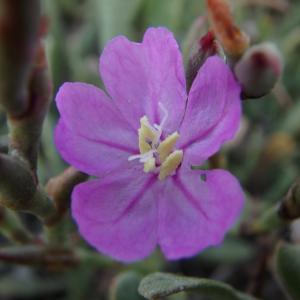 Photographie n°1535172 du taxon Limoniastrum monopetalum (L.) Boiss. [1848]