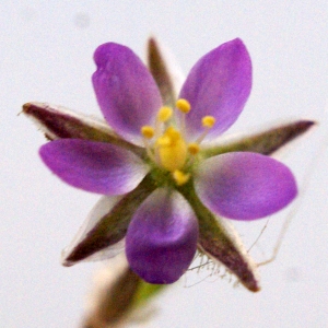 Photographie n°1535619 du taxon Spergularia heldreichii Foucaud [1904]
