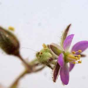 Photographie n°1535633 du taxon Spergularia heldreichii Foucaud [1904]