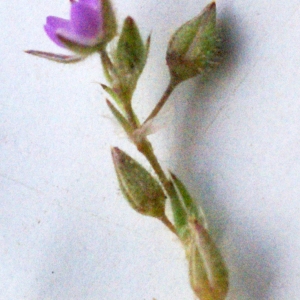Photographie n°1535660 du taxon Spergularia heldreichii Foucaud [1904]