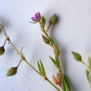 Photographie n°1535666 du taxon Spergularia heldreichii Foucaud [1904]