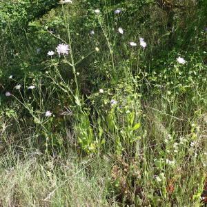 Photographie n°1535674 du taxon Knautia integrifolia (L.) Bertol. [1836]