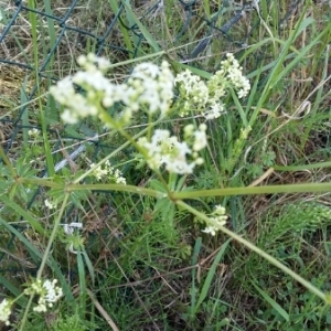 Photographie n°1538751 du taxon Galium mollugo L. [1753]