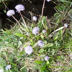 Photographie n°1539304 du taxon Globularia nudicaulis L. [1753]