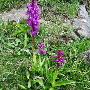 Photographie n°1539631 du taxon Orchis mascula subsp. mascula 