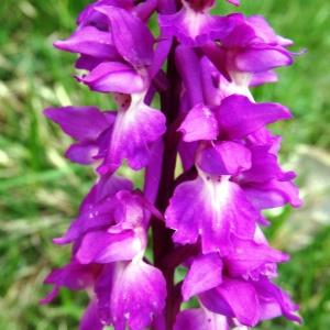 Photographie n°1539636 du taxon Orchis mascula subsp. mascula 