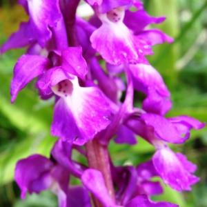 Photographie n°1539647 du taxon Orchis mascula subsp. mascula 