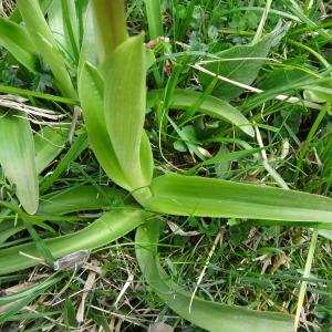 Photographie n°1539650 du taxon Orchis mascula subsp. mascula 