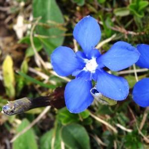Photographie n°1539826 du taxon Gentiana verna subsp. verna
