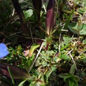 Photographie n°1539830 du taxon Gentiana verna subsp. verna