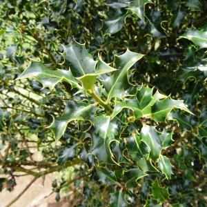 Photographie n°1539870 du taxon Ilex aquifolium L. [1753]