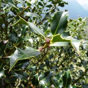 Photographie n°1539873 du taxon Ilex aquifolium L. [1753]