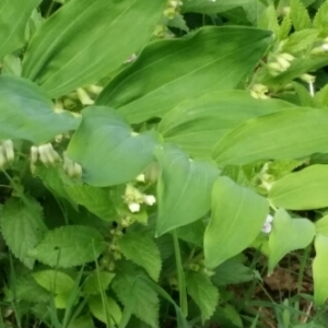 Photographie n°1540782 du taxon Polygonatum multiflorum (L.) All. [1785]