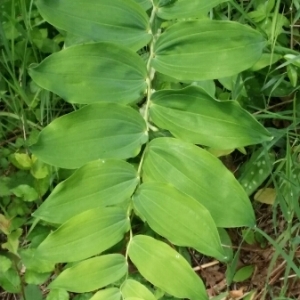 Photographie n°1540783 du taxon Polygonatum multiflorum (L.) All. [1785]