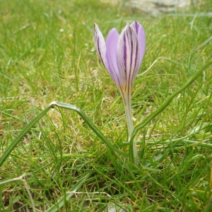 Photographie n°1541818 du taxon Crocus corsicus Vanucchi ex Maw [1878]