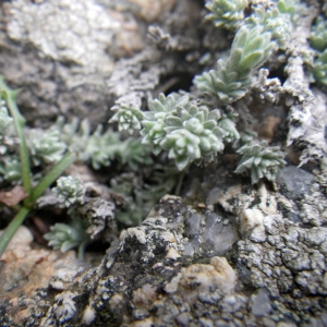 Photographie n°1543783 du taxon Helichrysum frigidum (Labill.) Willd. [1803]