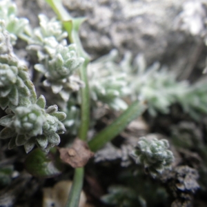 Photographie n°1543798 du taxon Helichrysum frigidum (Labill.) Willd. [1803]