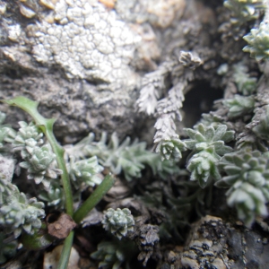 Photographie n°1543805 du taxon Helichrysum frigidum (Labill.) Willd. [1803]