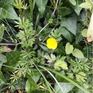 Photographie n°1544183 du taxon Ranunculus repens L. [1753]