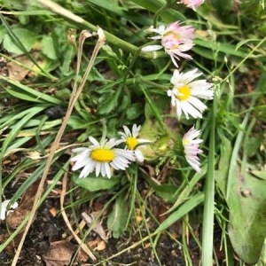 Photographie n°1544706 du taxon Bellis perennis L. [1753]