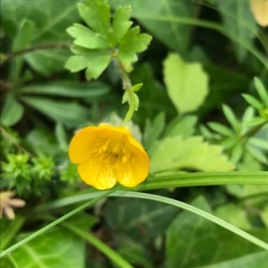 Photographie n°1544707 du taxon Ranunculus bulbosus L. [1753]