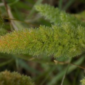 Photographie n°1544797 du taxon Rostraria cristata (L.) Tzvelev [1971]