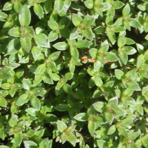 Thymus herba-barona Loisel. (Thym de Corse)