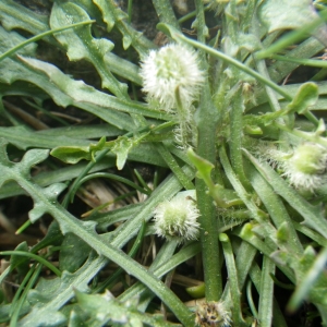 Photographie n°1545367 du taxon Hypochaeris robertia (Sch.Bip.) Fiori [1910]