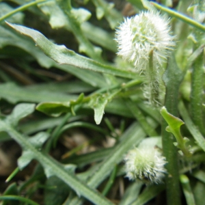 Photographie n°1545372 du taxon Hypochaeris robertia (Sch.Bip.) Fiori [1910]