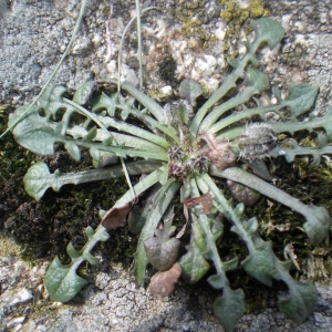 Photographie n°1545375 du taxon Hypochaeris robertia (Sch.Bip.) Fiori [1910]