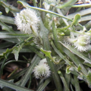 Photographie n°1545378 du taxon Hypochaeris robertia (Sch.Bip.) Fiori [1910]