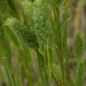 Photographie n°1545493 du taxon Rostraria cristata (L.) Tzvelev [1971]