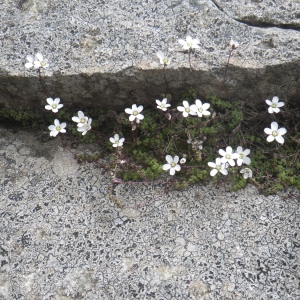 Photographie n°1545855 du taxon Arenaria balearica L. [1768]