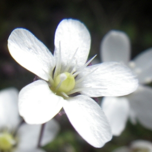 Photographie n°1545859 du taxon Arenaria balearica L. [1768]