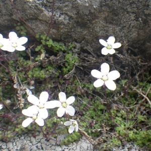 Photographie n°1545867 du taxon Arenaria balearica L. [1768]