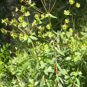 Photographie n°1545875 du taxon Euphorbia amygdaloides subsp. semiperfoliata (Viv.) A.R.Sm. [1968]