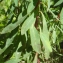  Liliane Roubaudi - Euphorbia amygdaloides subsp. semiperfoliata (Viv.) A.R.Sm. [1968]