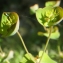  Liliane Roubaudi - Euphorbia amygdaloides subsp. semiperfoliata (Viv.) A.R.Sm. [1968]