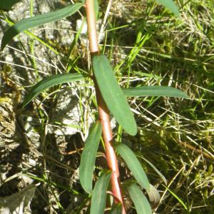 Photographie n°1545894 du taxon Euphorbia amygdaloides subsp. semiperfoliata (Viv.) A.R.Sm. [1968]