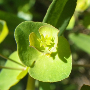 Photographie n°1545899 du taxon Euphorbia amygdaloides subsp. semiperfoliata (Viv.) A.R.Sm. [1968]