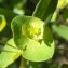  Liliane Roubaudi - Euphorbia amygdaloides subsp. semiperfoliata (Viv.) A.R.Sm. [1968]