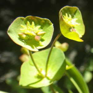 Photographie n°1545908 du taxon Euphorbia amygdaloides subsp. semiperfoliata (Viv.) A.R.Sm. [1968]