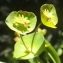  Liliane Roubaudi - Euphorbia amygdaloides subsp. semiperfoliata (Viv.) A.R.Sm. [1968]